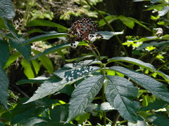 Sambucus racemosa melanocarpa