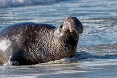 Northern Elephant Seal photo 1