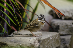 Zonotrichia capensis