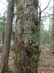 Ostrya virginiana image