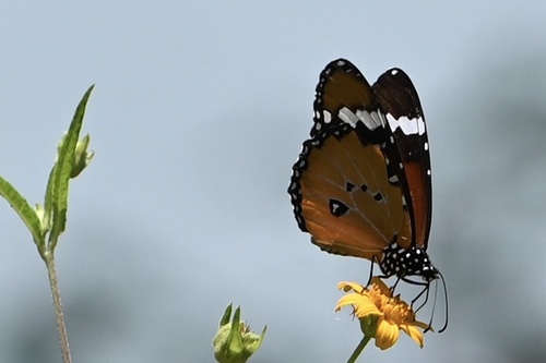 Plain Tiger Butterfly
