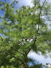 Taxodium ascendens