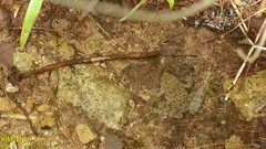 Glandirana emeljanovi