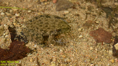 Glandirana emeljanovi