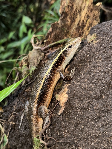Madagascar Girdled Lizard