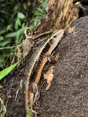 Madagascar Girdled Lizard