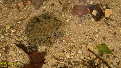 Glandirana emeljanovi