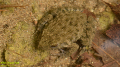 Glandirana emeljanovi