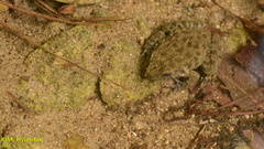 Glandirana emeljanovi