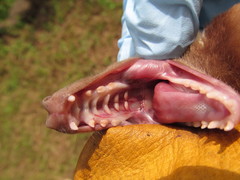 Epomophorus labiatus