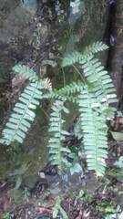 Polystichum hancockii