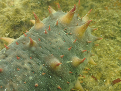 Apostichopus californicus image