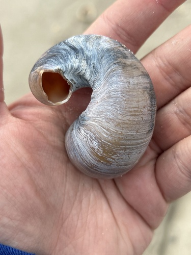 Shark Eye, Beach House Rd, Pine Knoll Shores, NC, US, photo 9 of 10