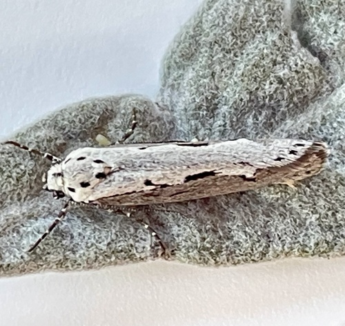 Mountain-mahogany Moth photo 3