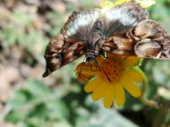 Noctuana lactifera