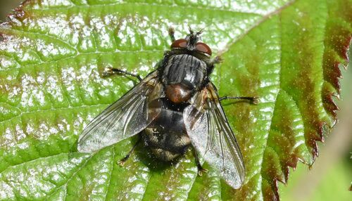 Blepharipa schineri