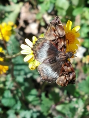 Noctuana lactifera