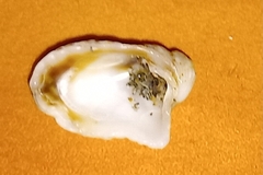 Cardita calyculata image
