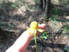 Helenium drummondii