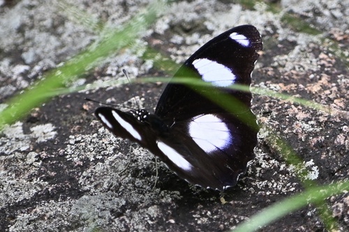 Danaid Eggfly