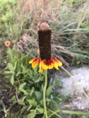 Ratibida peduncularis