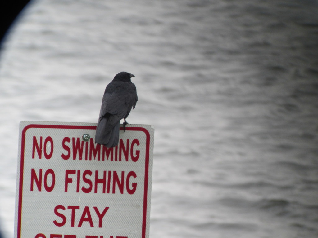 Crows and Ravens from Canton Park, Baltimore, MD 21224, USA on April 26 ...