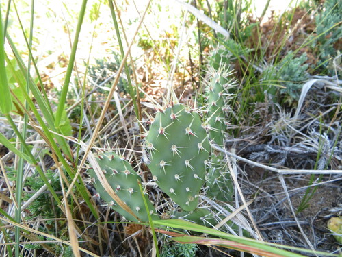 Opuntia polyacantha
