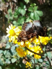 Noctuana lactifera