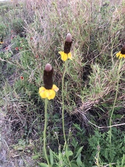 Ratibida peduncularis