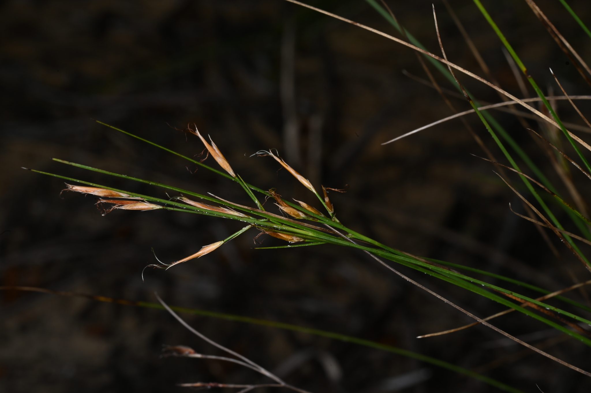 Rhynchospora filiformis