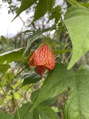 Callianthe picta image