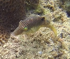 Canthigaster compressa