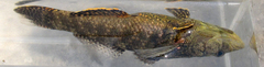 Butis humeralis