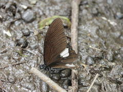 Papilio castor