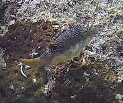 Canthigaster compressa