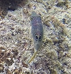 Canthigaster compressa