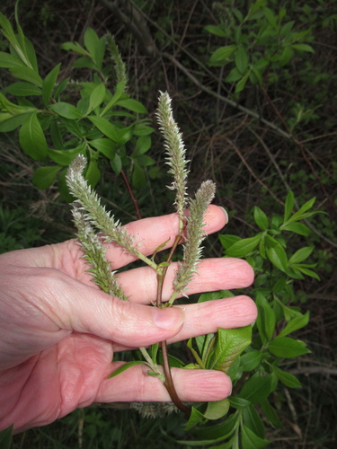 Salix × koidzumii iNat (3)