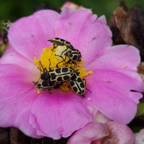 Astylus variegatus