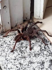 Acanthoscurria paulensis