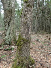 Ostrya virginiana image