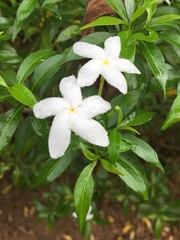 Tabernaemontana corymbosa