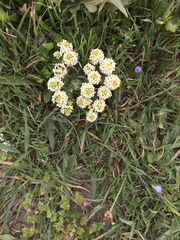 Triphysaria floribunda