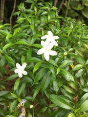 Tabernaemontana corymbosa