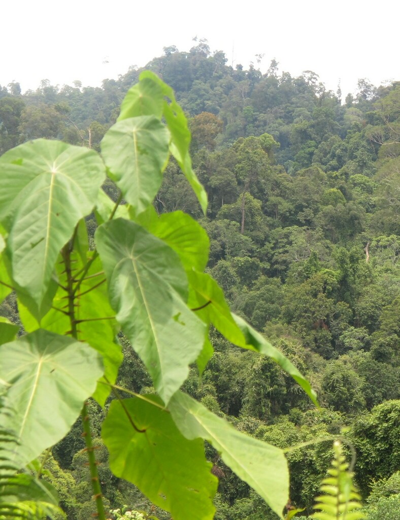 Macaranga winkleri