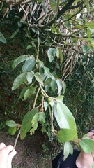 Ficus pumila awkeotsang