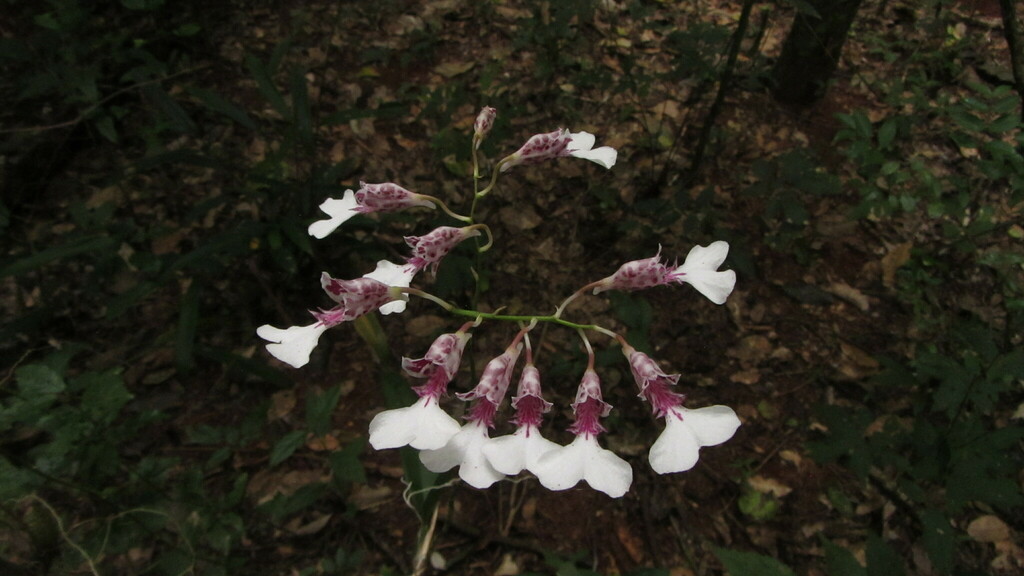 Rodriguezia decora