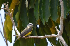 Tyrannus melancholicus