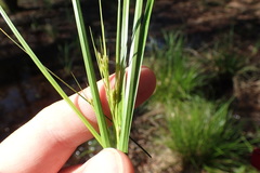 Rhynchospora perplexa