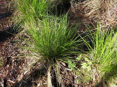 Rhynchospora perplexa