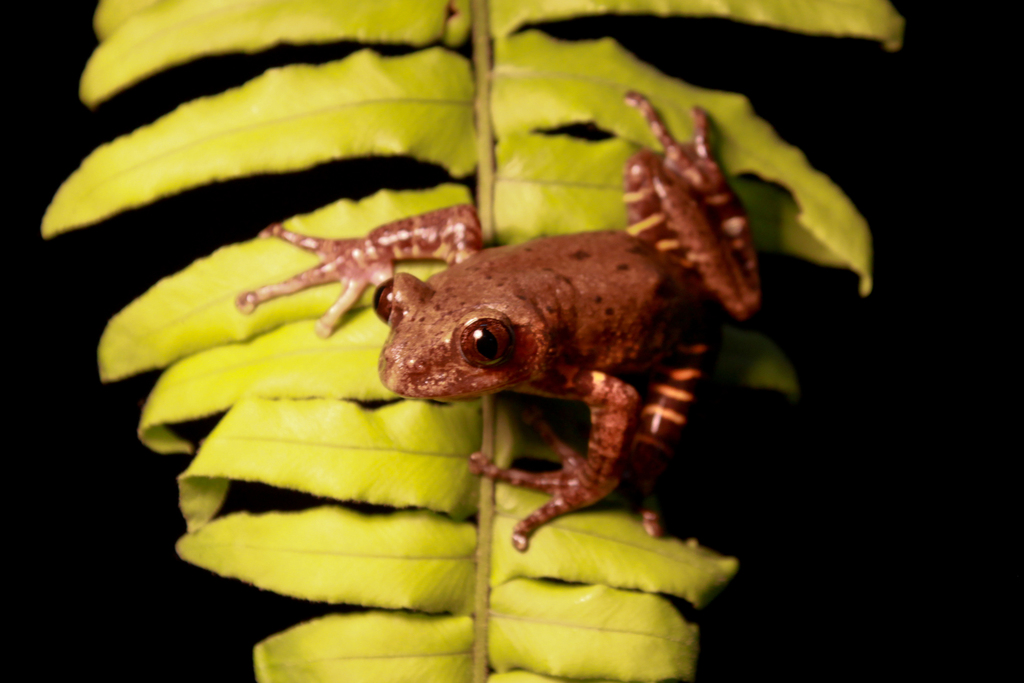 Olive Striped Frog